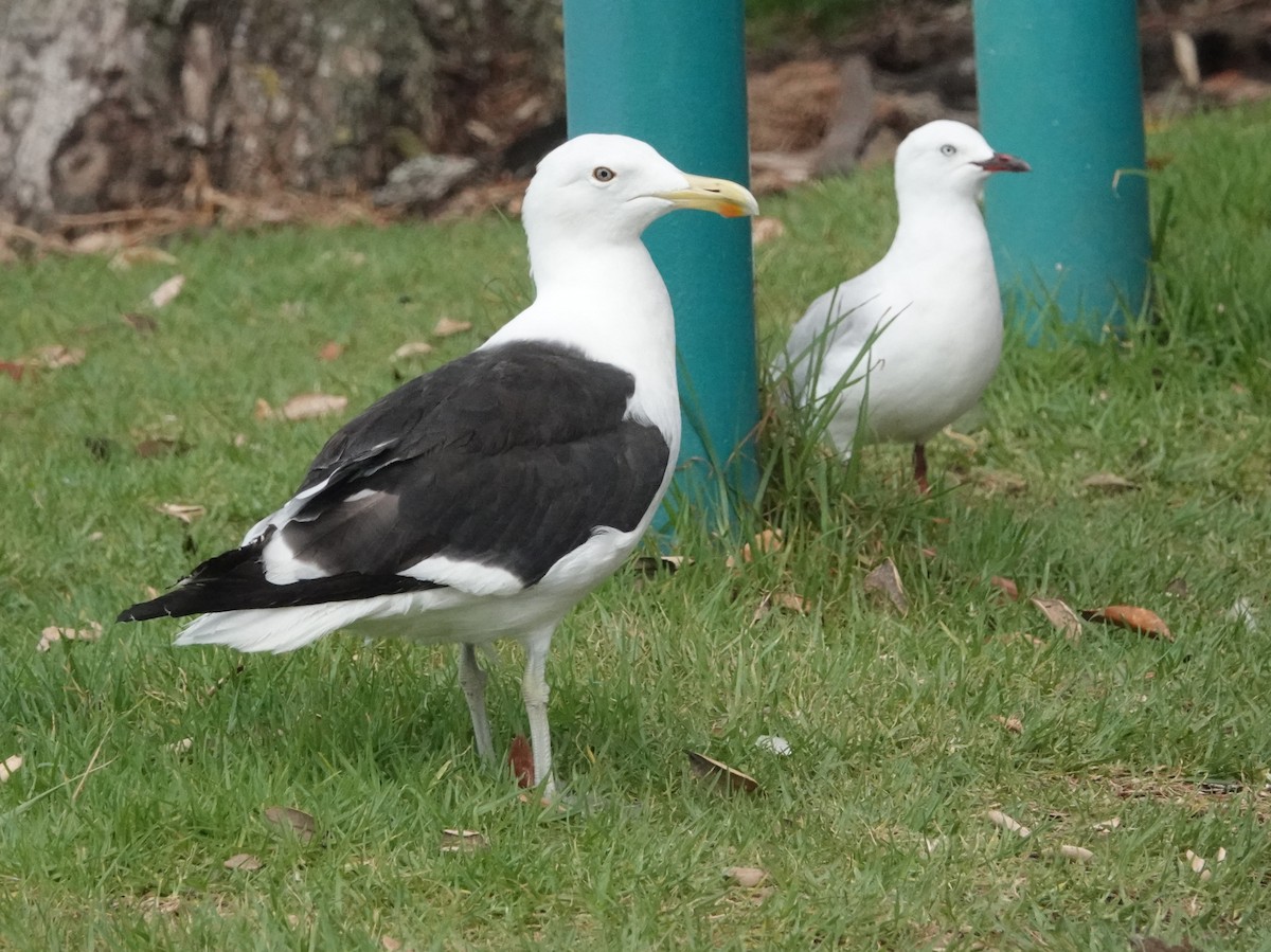 Silver Gull (Red-billed) - ML618653966