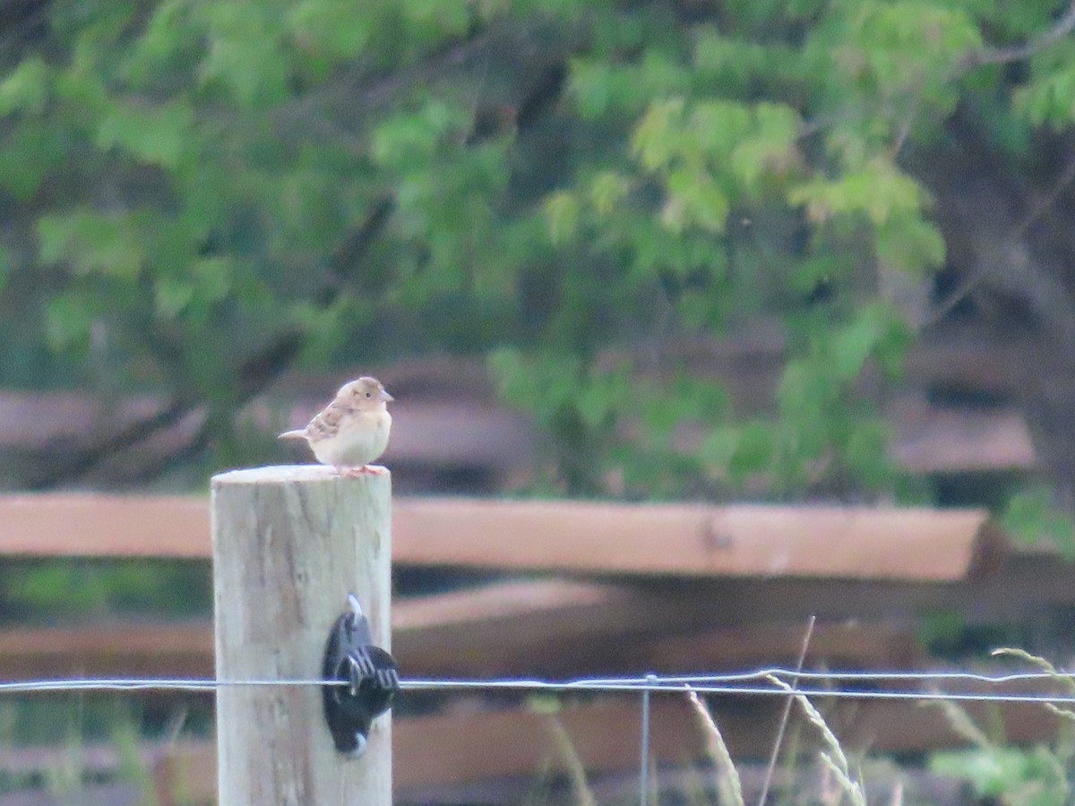 Grasshopper Sparrow - Marisa Rositol