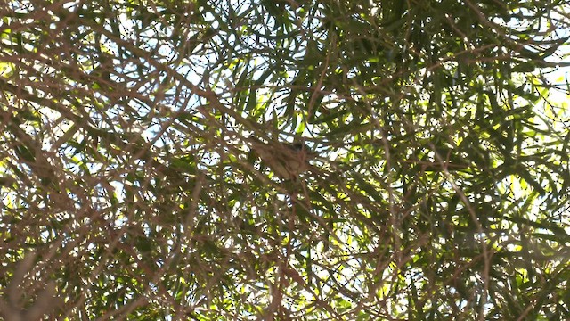 Spotted Scrubwren - ML618653990