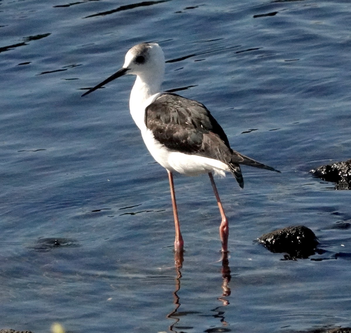 Pied Stilt - Peter Woodall