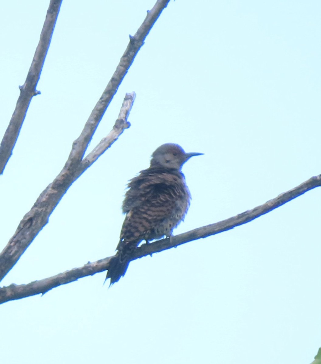 Northern Flicker - Jasper Jon