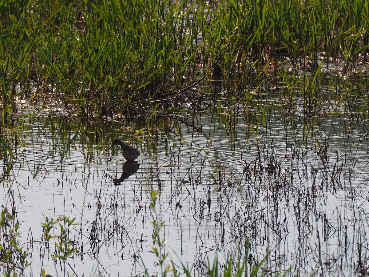 Greater Yellowlegs - ML618654091