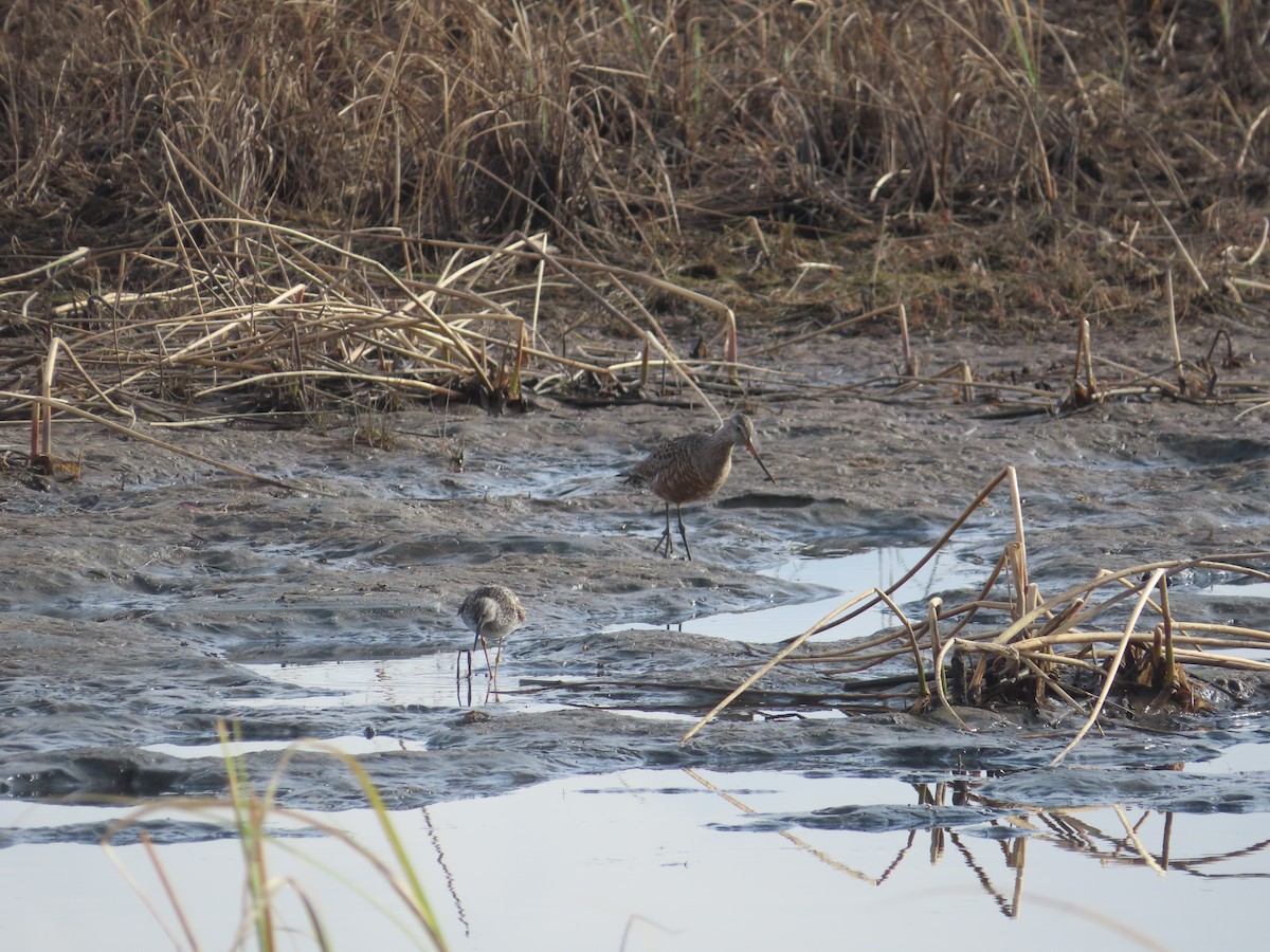 Hudsonian Godwit - ML618654096