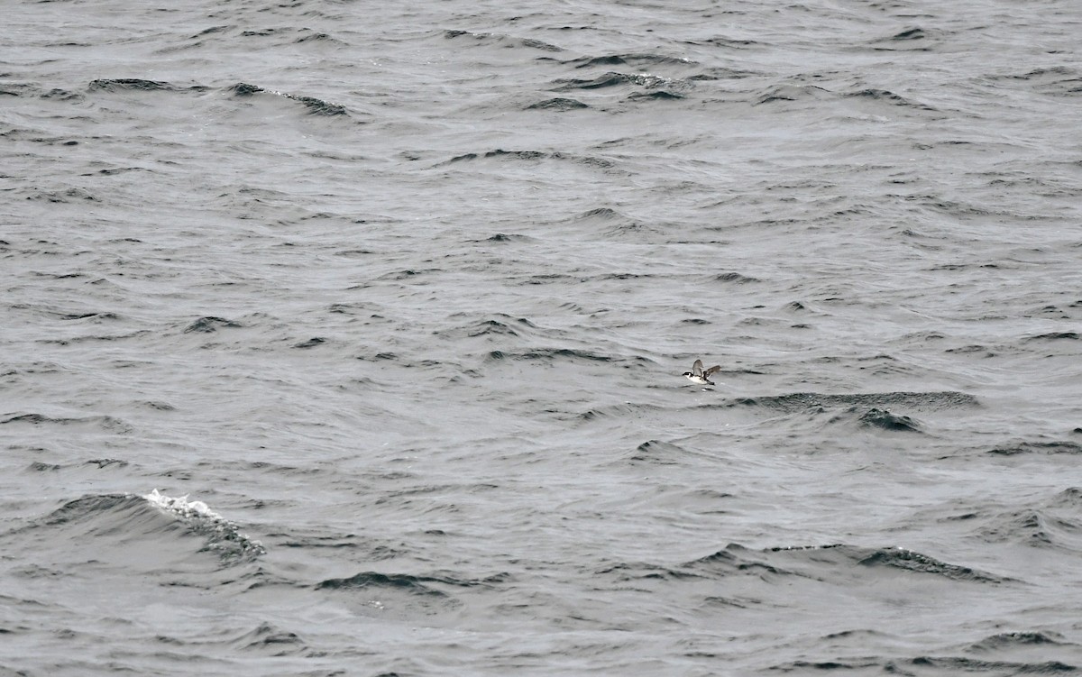 Magellanic Diving-Petrel - Christoph Moning