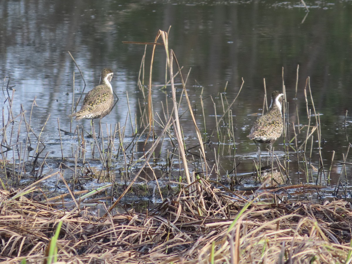 American Golden-Plover - Michelle Sopoliga