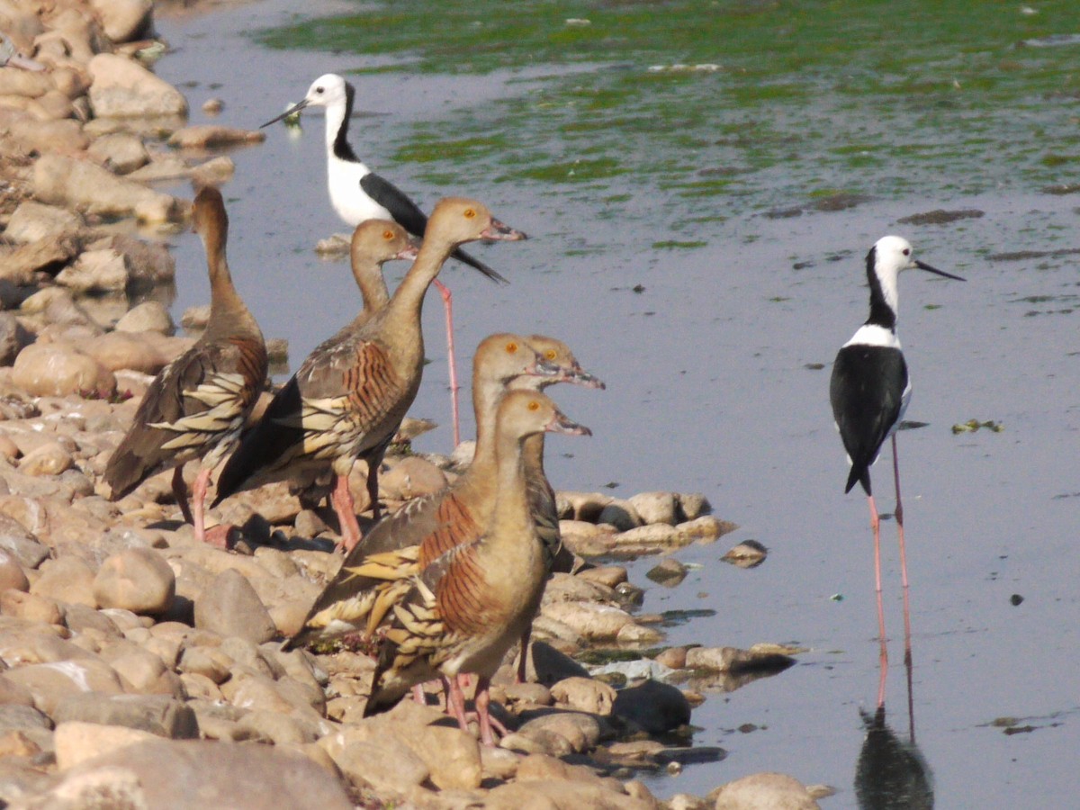 Plumed Whistling-Duck - ML618654211