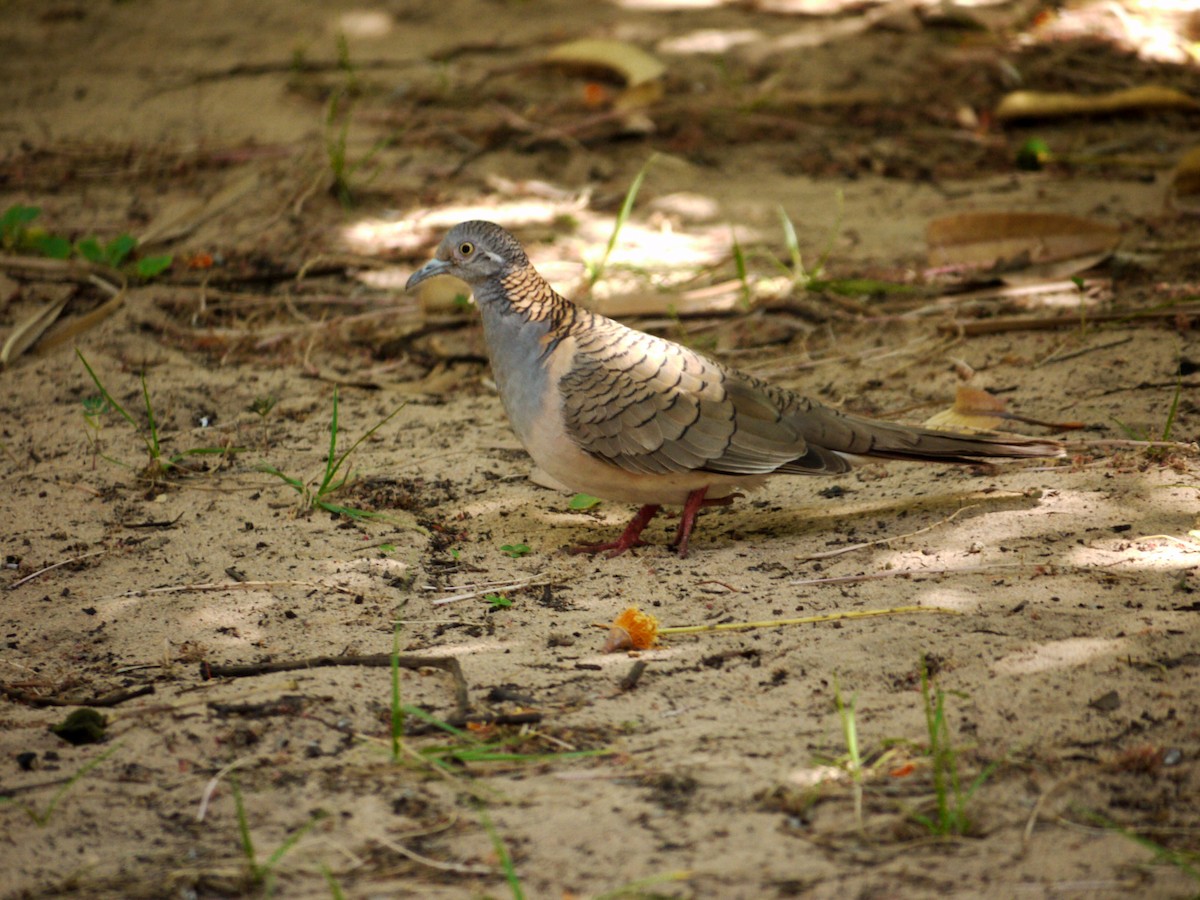 Bar-shouldered Dove - Peter Lowe