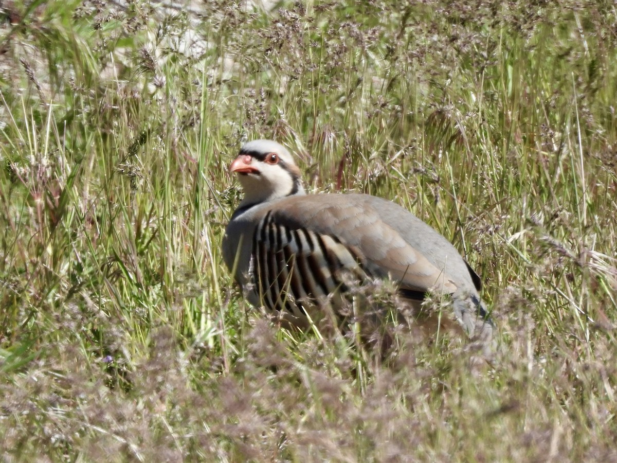 Chukar - ML618654254