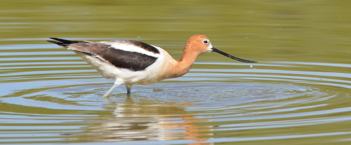 American Avocet - ML618654259