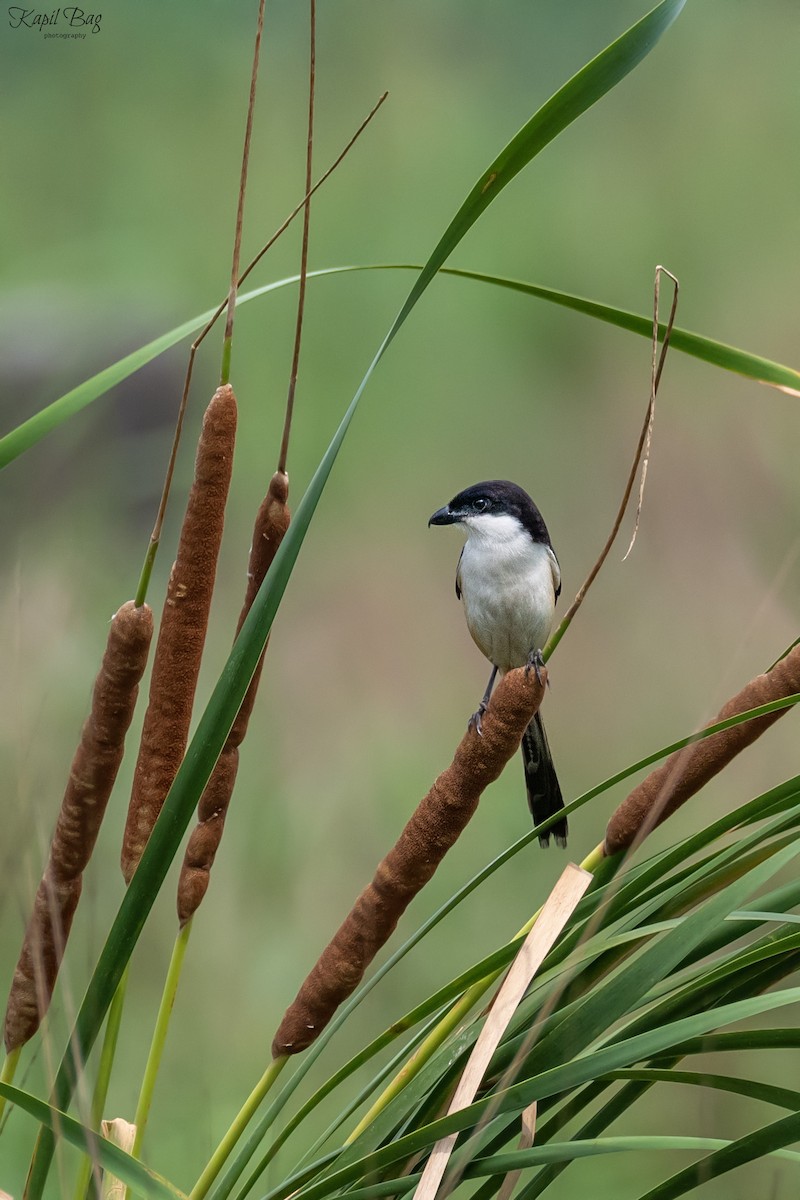 Long-tailed Shrike - ML618654306