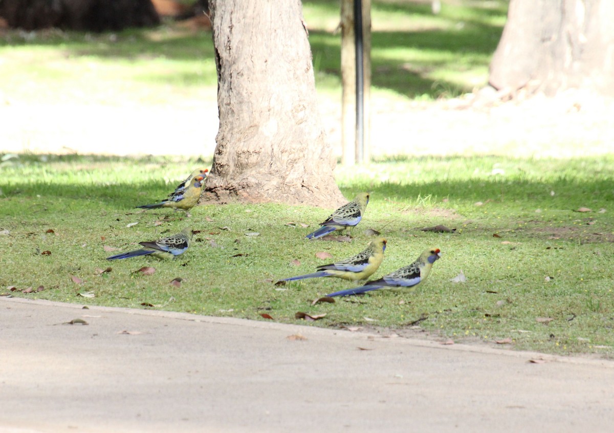 Crimson Rosella (Yellow) - ML618654316