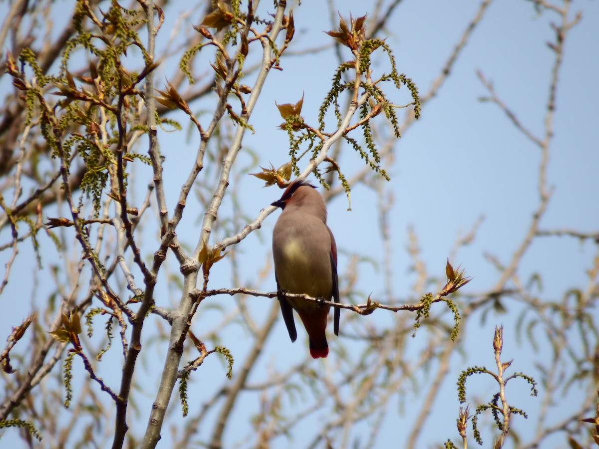 Japanese Waxwing - Ross Thompson