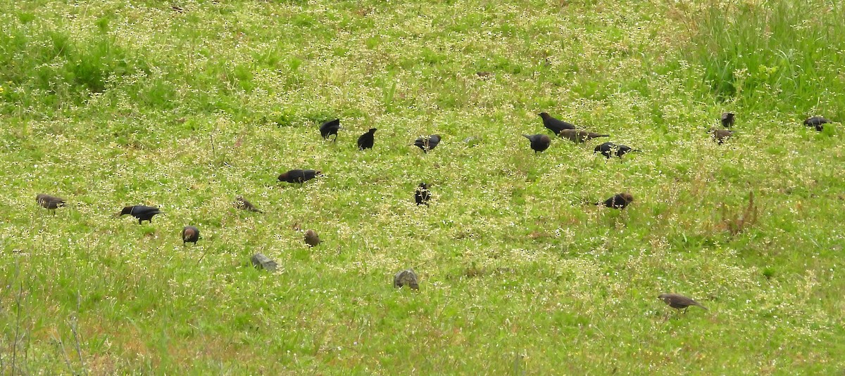 Brown-headed Cowbird - ML618654329