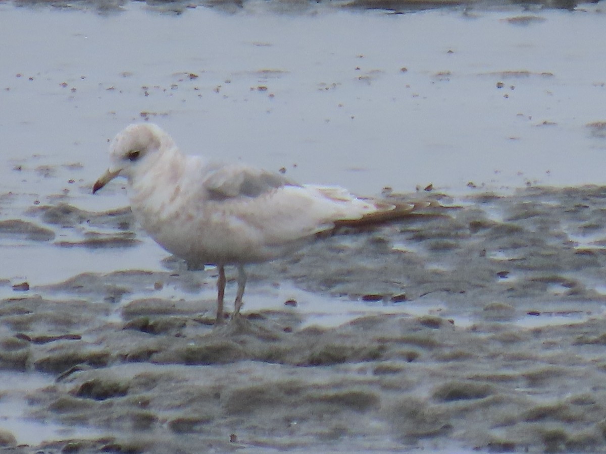 Short-billed Gull - ML618654339