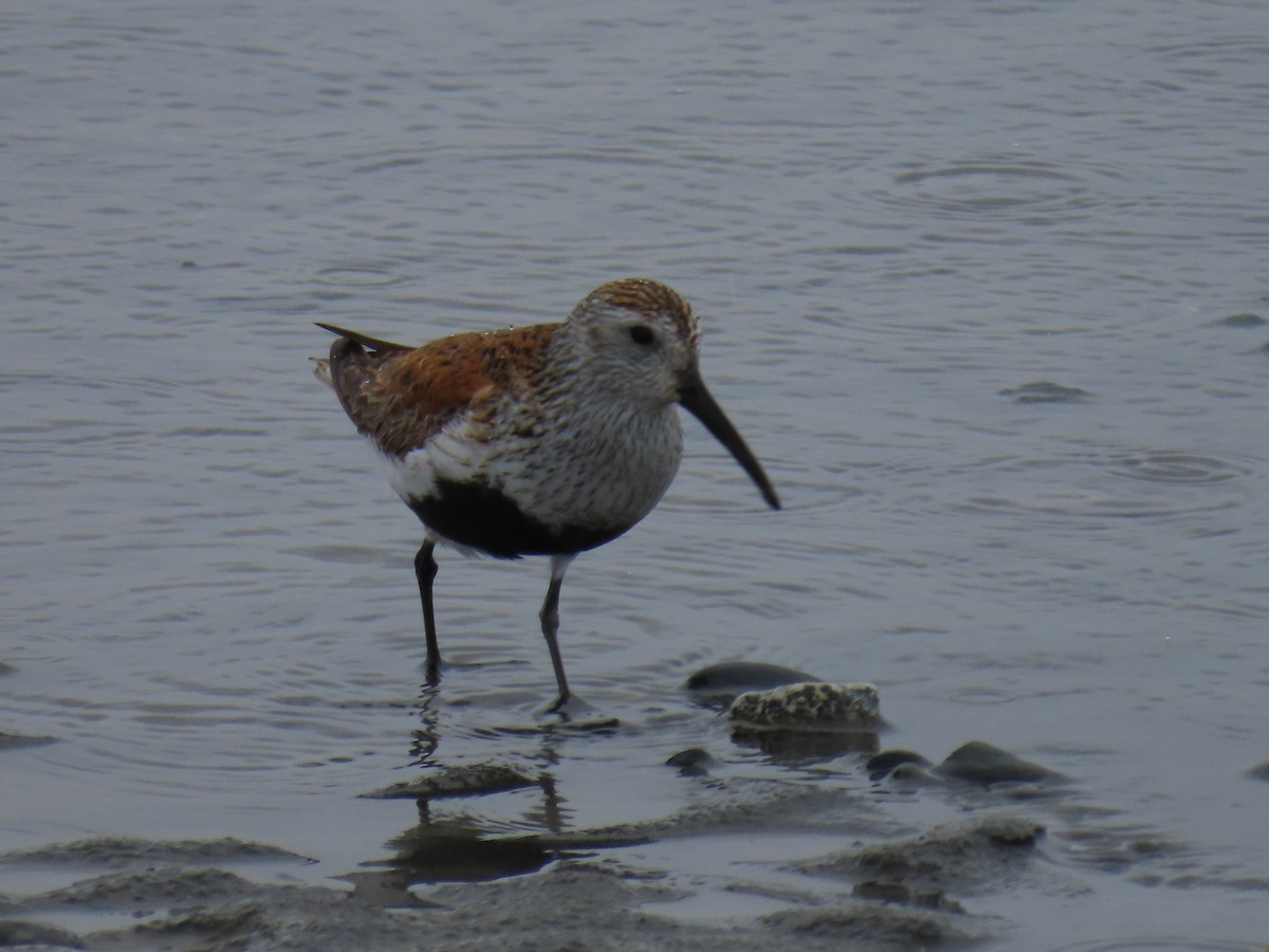 Dunlin - ML618654350