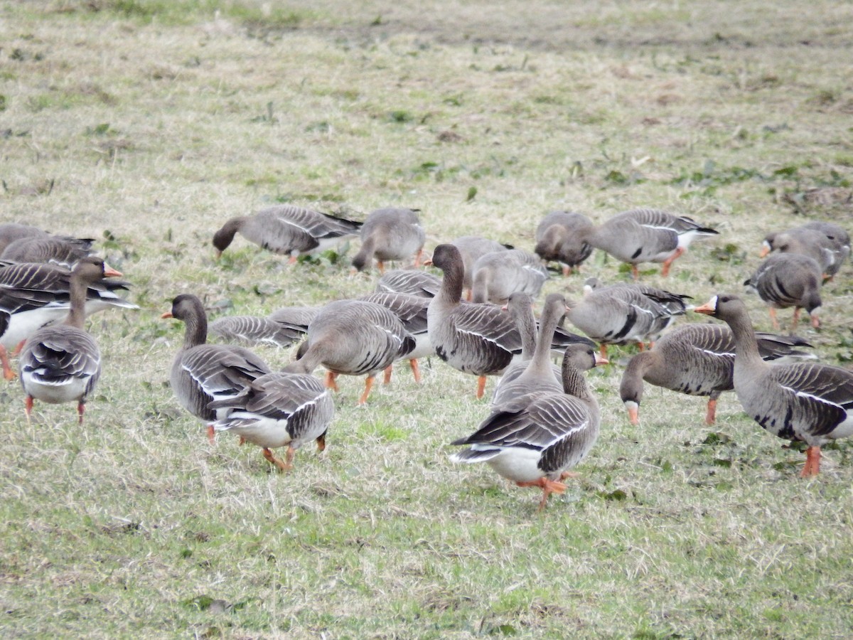 Greater White-fronted Goose - ML618654385