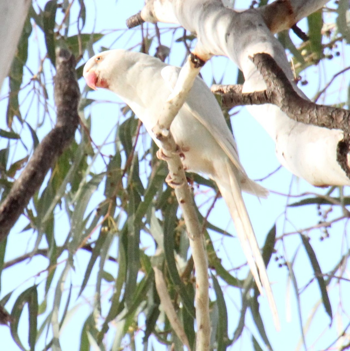 Rose-ringed Parakeet - ML618654410