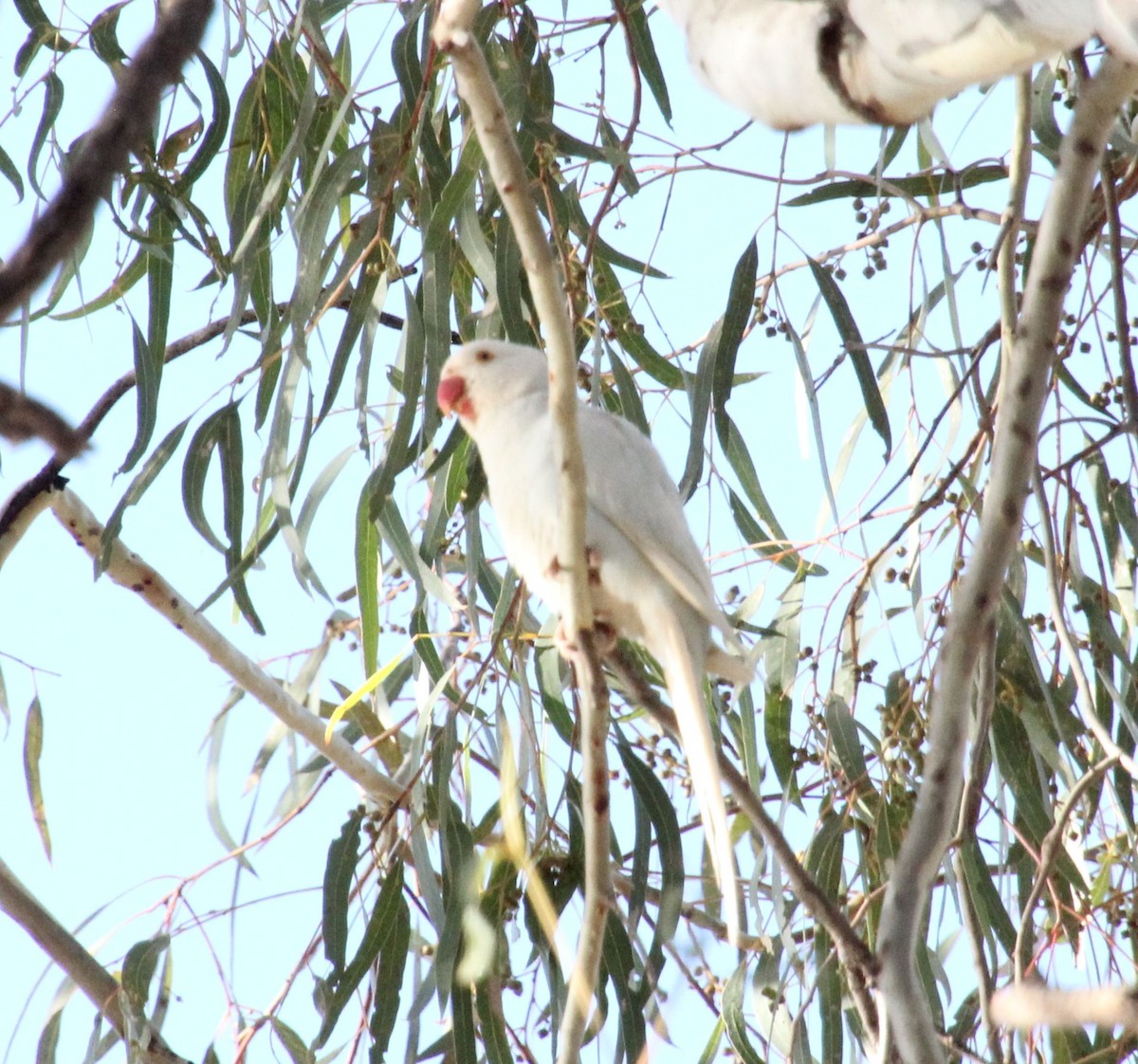 Rose-ringed Parakeet - ML618654411