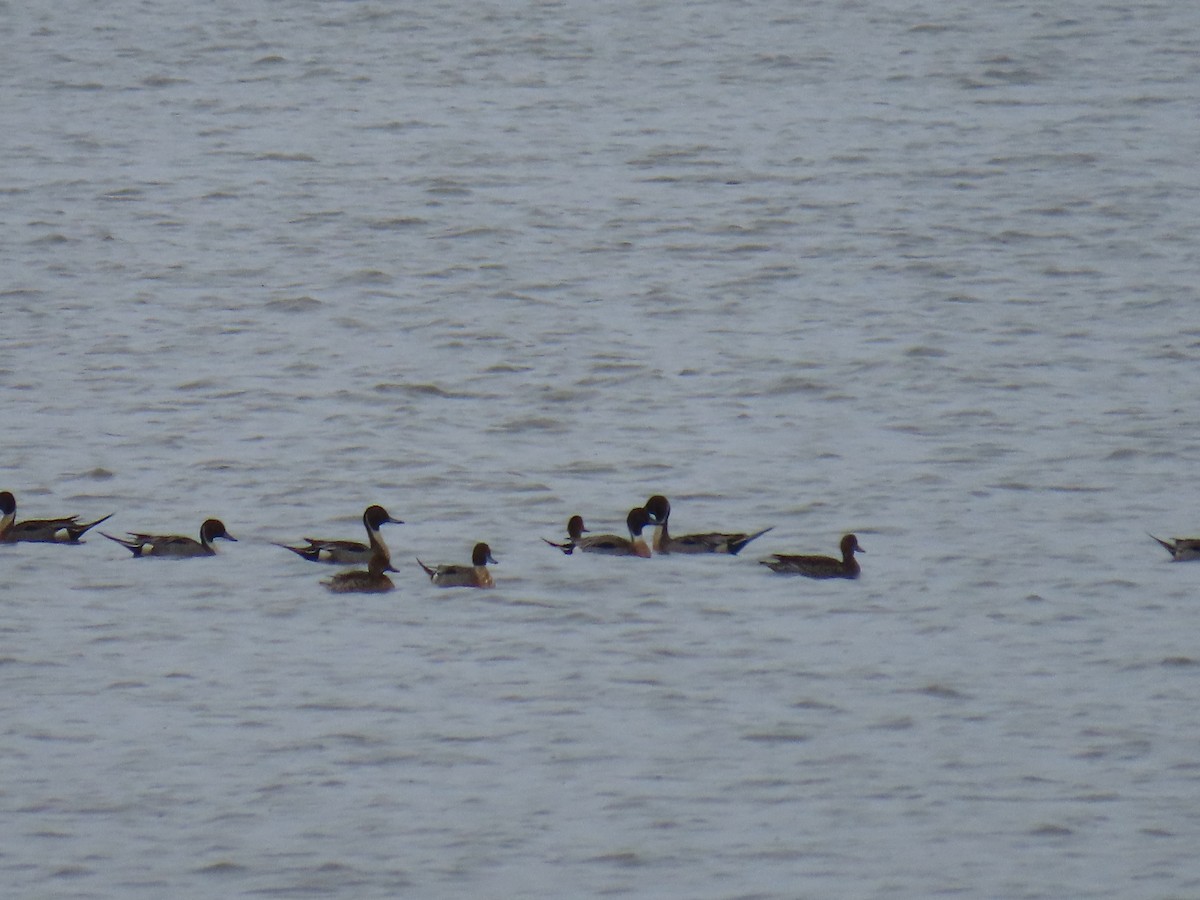 Northern Pintail - ML618654412