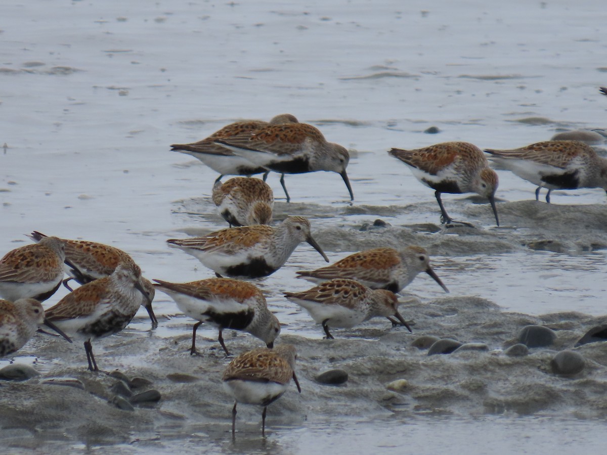 Dunlin - ML618654430