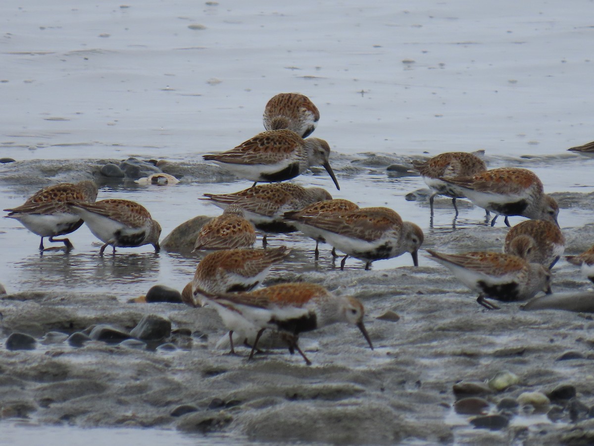 Dunlin - Laura Burke