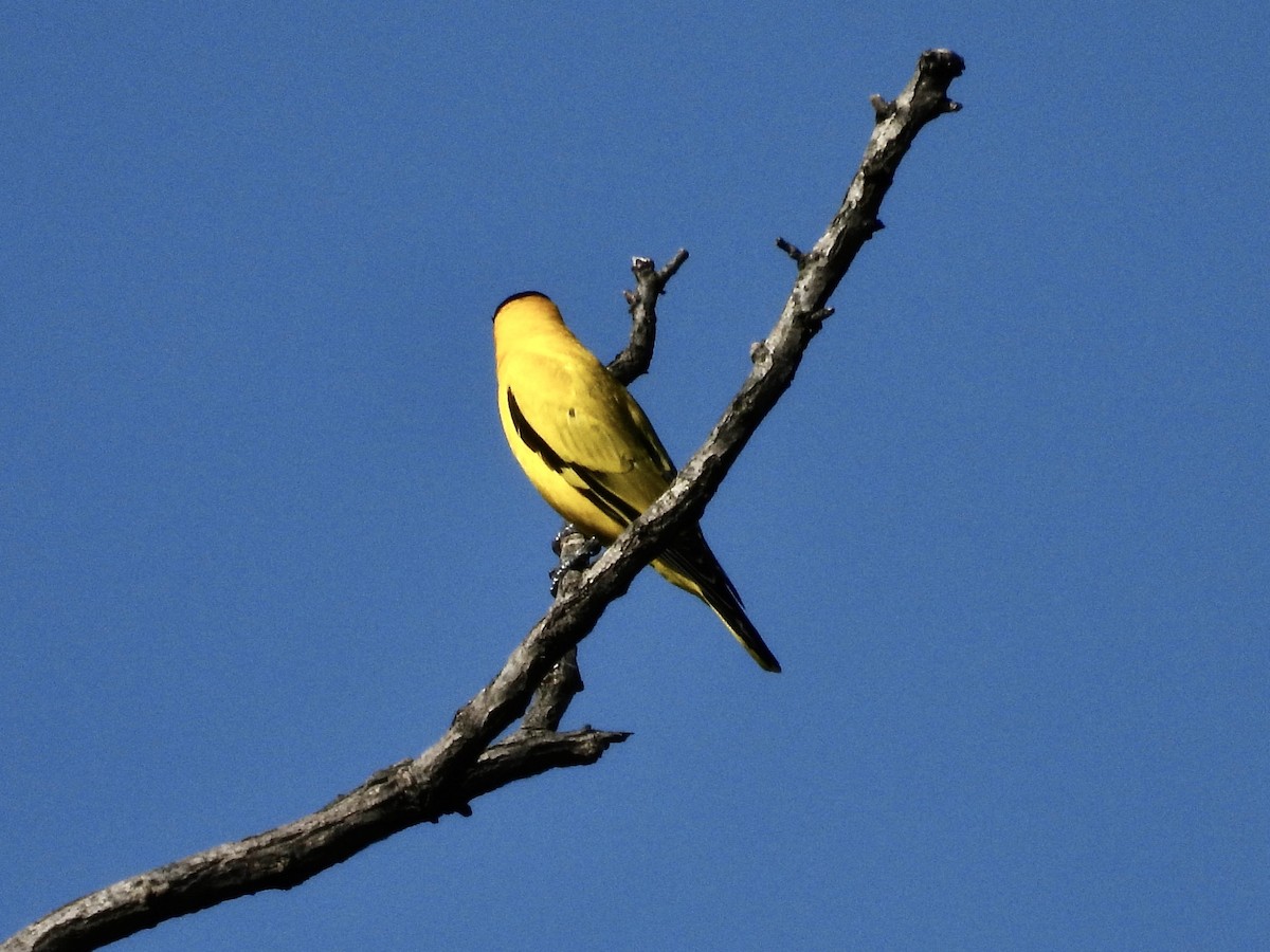 Black-naped Oriole - Stan Arnold