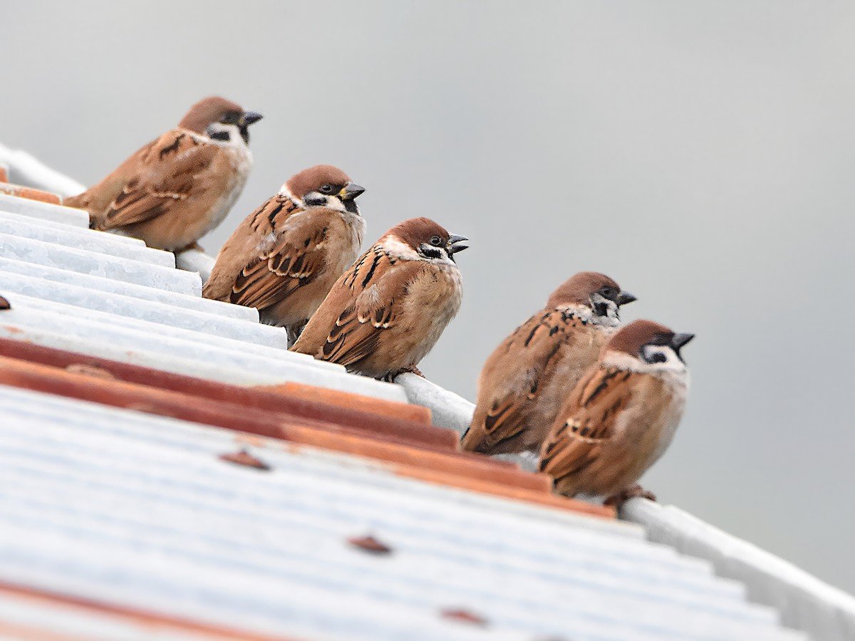 Eurasian Tree Sparrow - Arup Ghosh