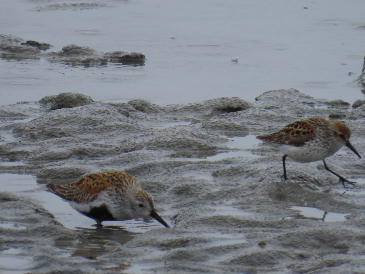 Western Sandpiper - Laura Burke