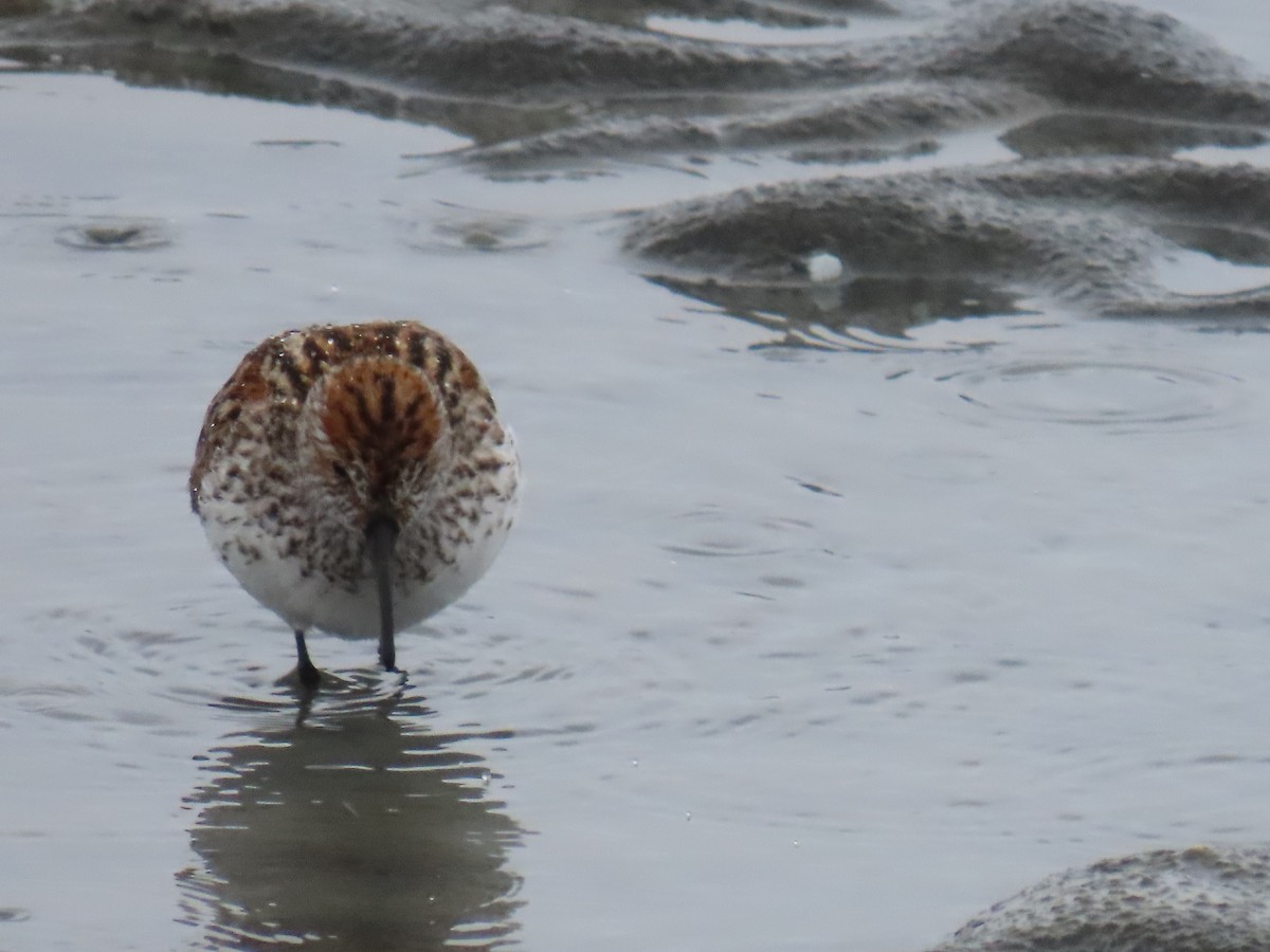 Western Sandpiper - ML618654463