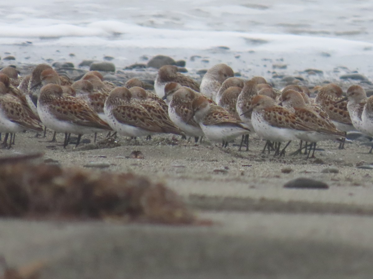 Western Sandpiper - ML618654467