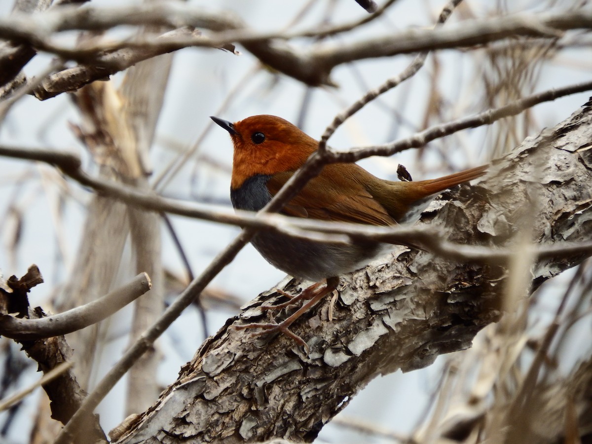 Japanese Robin - ML618654471