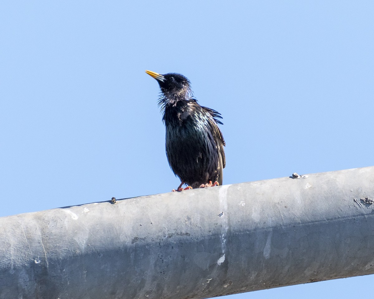 European Starling - ML618654490