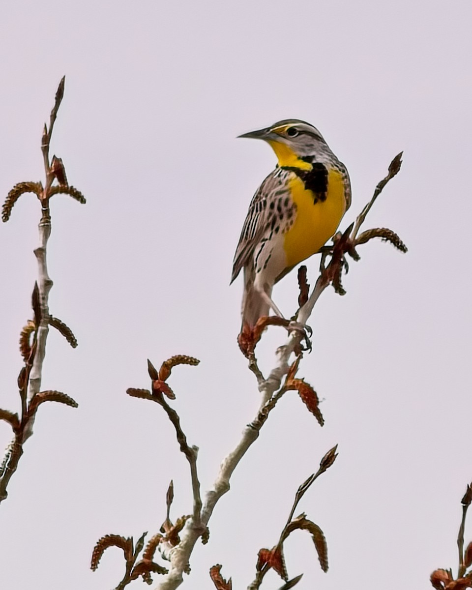 Western Meadowlark - ML618654502