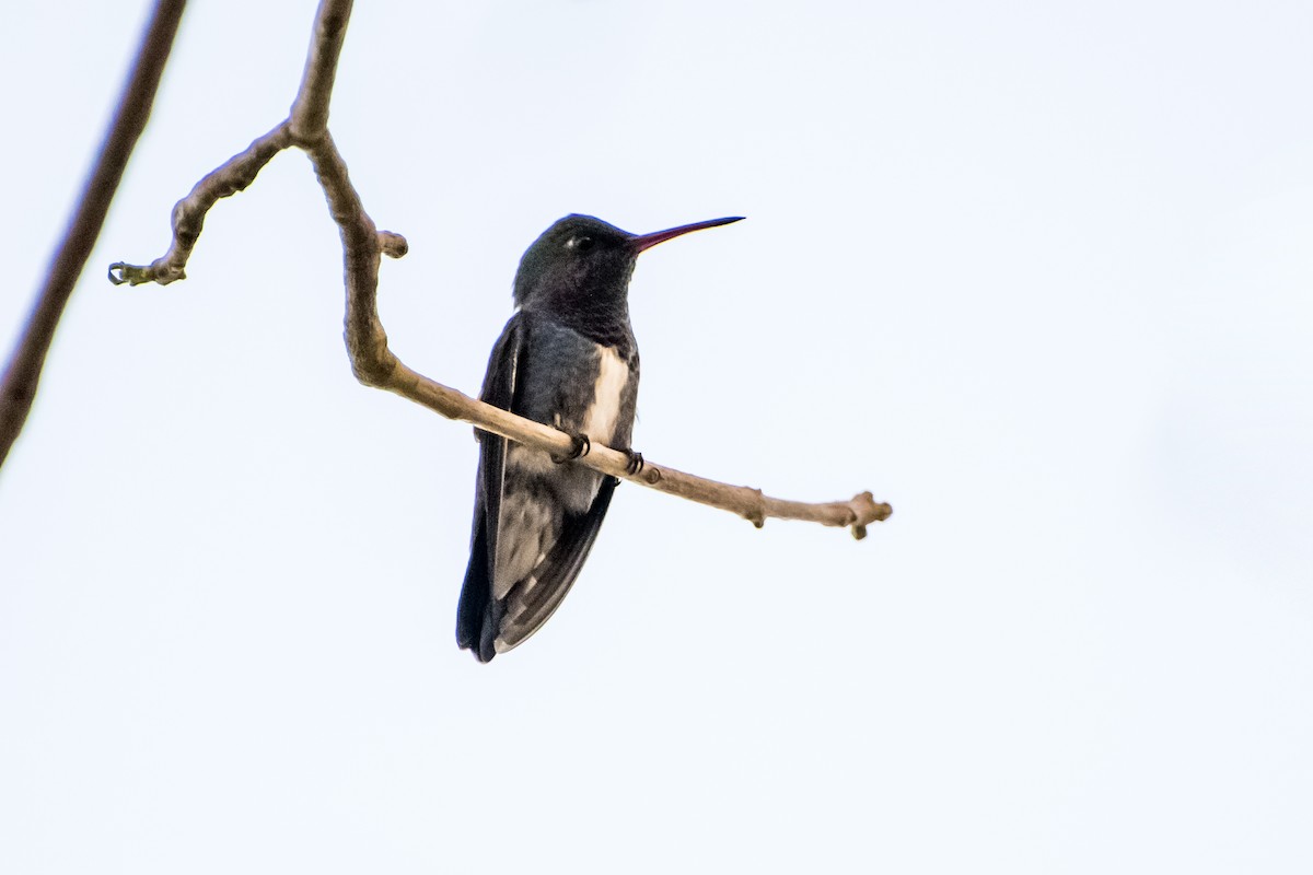 kolibřík safírový - ML61865451