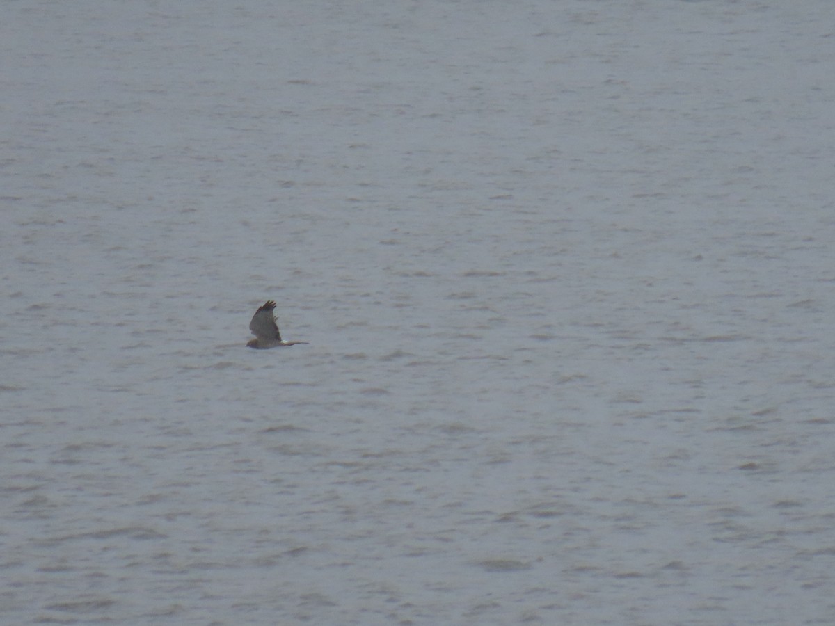 Northern Harrier - ML618654515