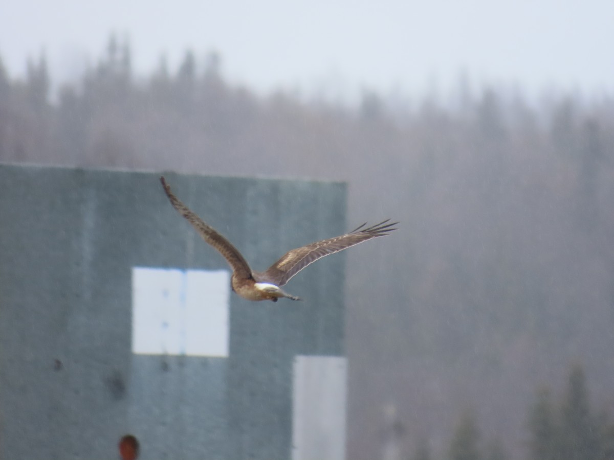 Northern Harrier - ML618654518