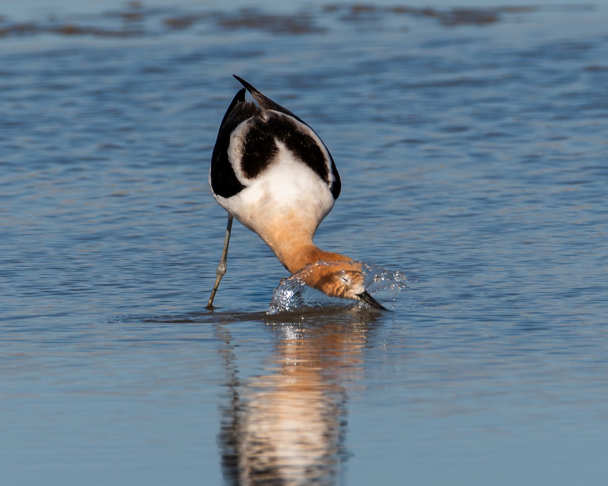 American Avocet - ML618654519