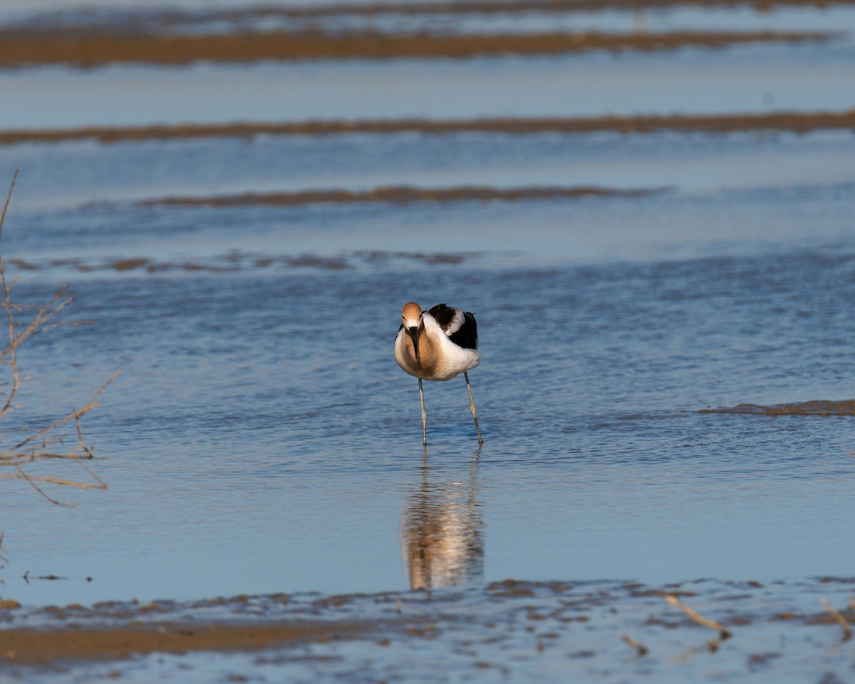 American Avocet - ML618654521