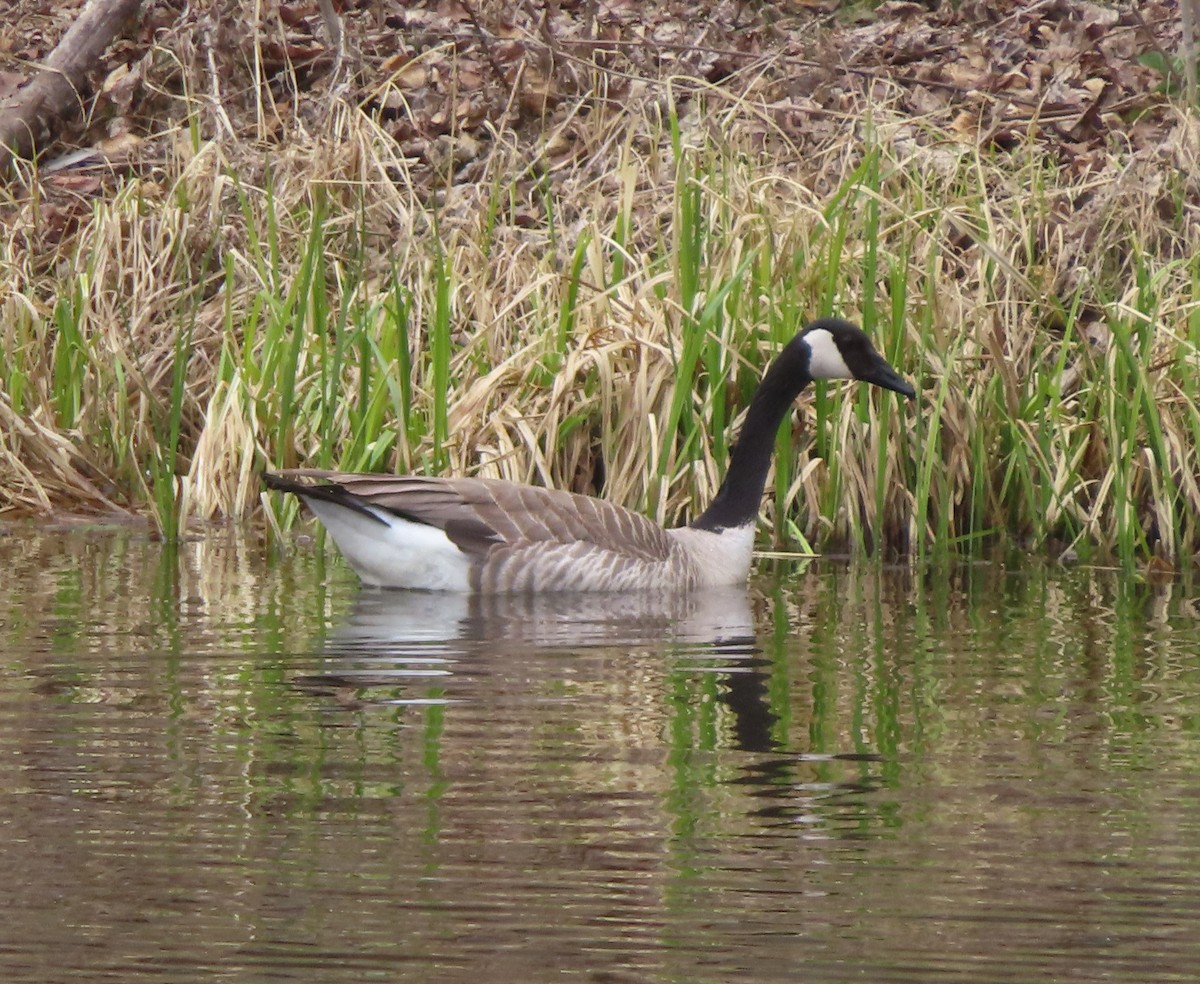 Canada Goose - Violet Kosack