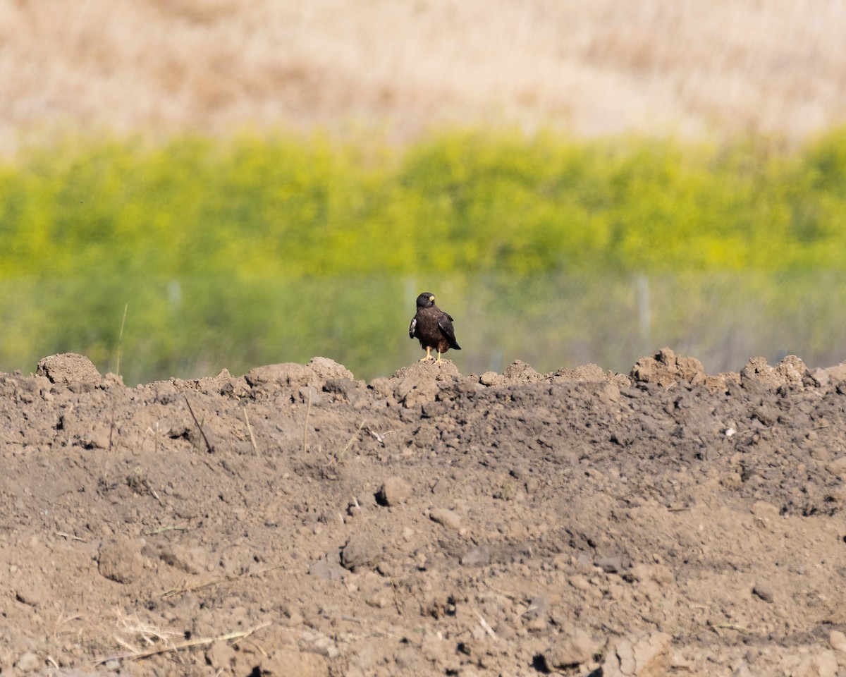 Swainson's Hawk - ML618654533
