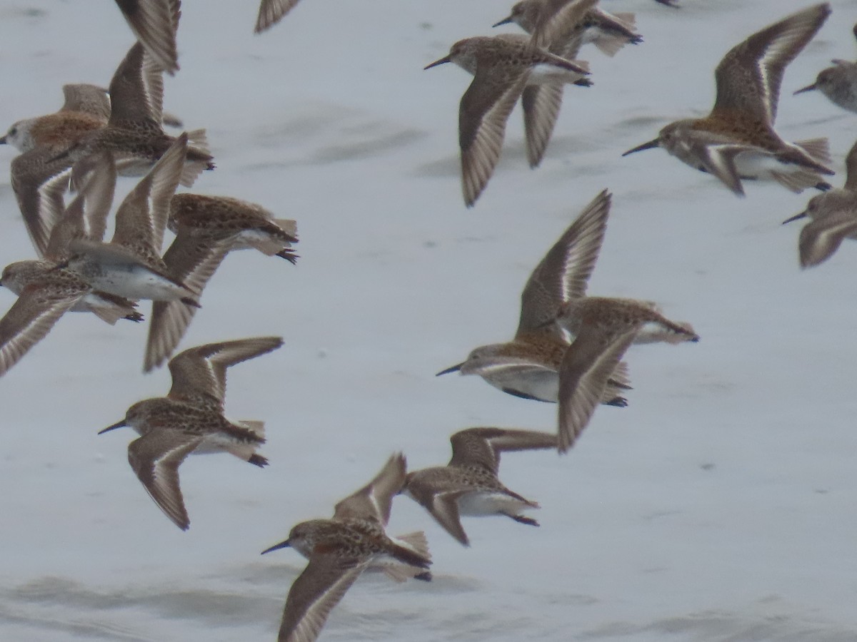 Western Sandpiper - Laura Burke