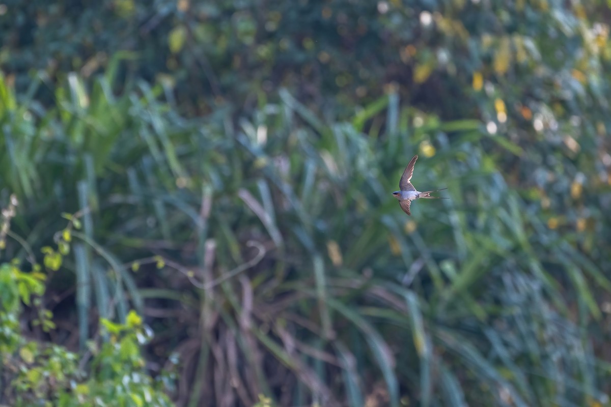 Crested Treeswift - ML618654553