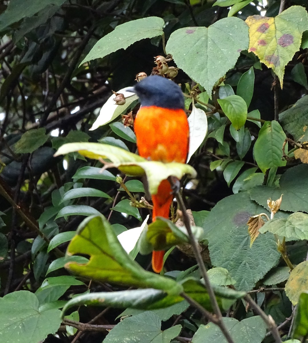 Gray-chinned Minivet - Lai Wah Liu