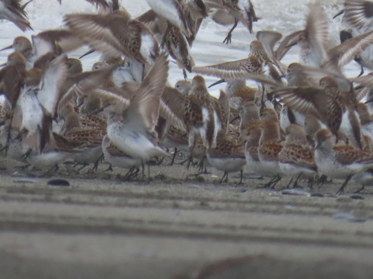 Western Sandpiper - Laura Burke