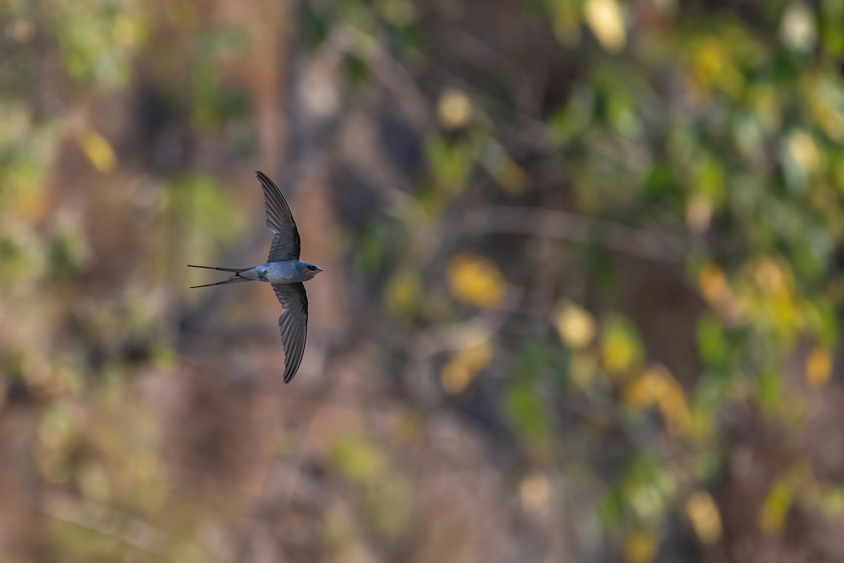 Crested Treeswift - ML618654571