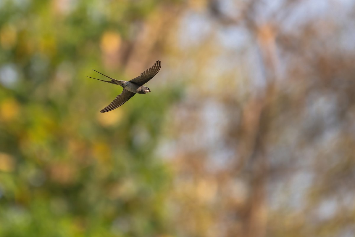 Crested Treeswift - ML618654573