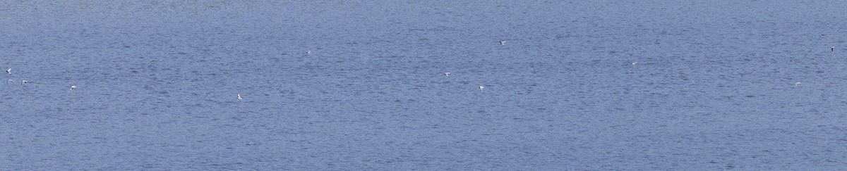 Little Gull - ML618654600