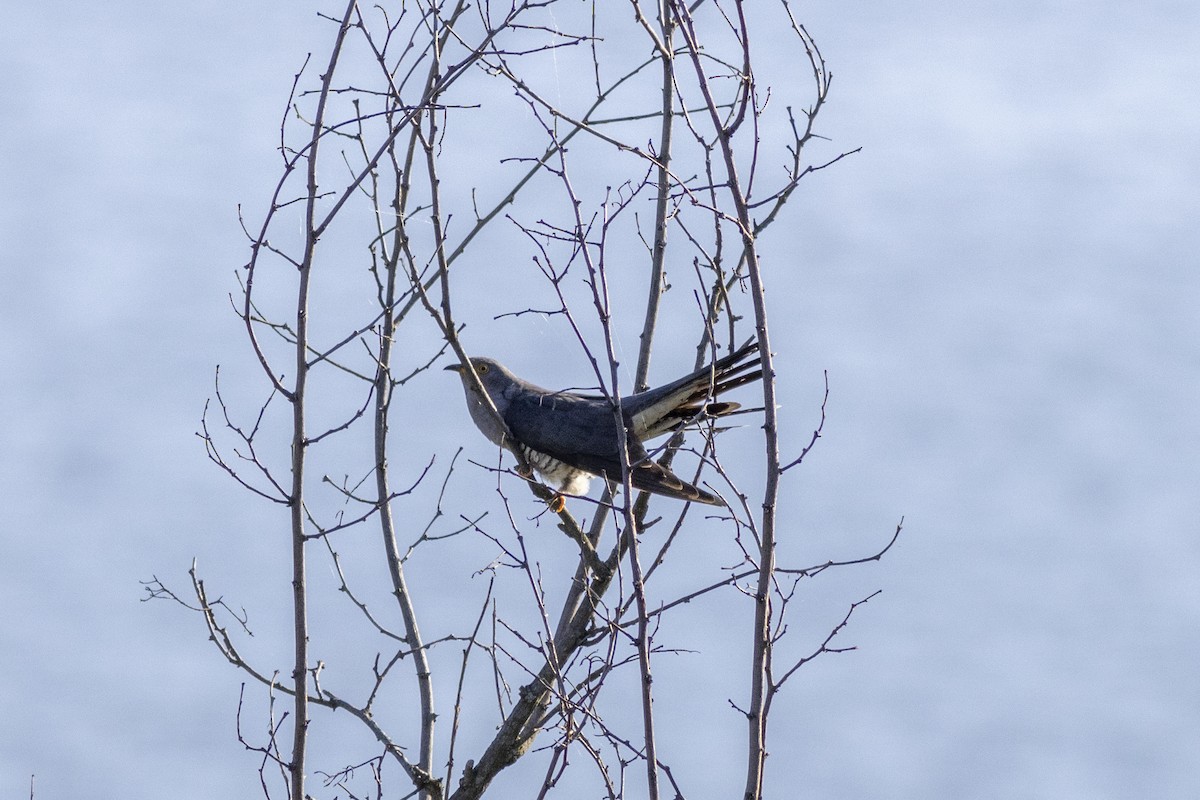 Common Cuckoo - ML618654601