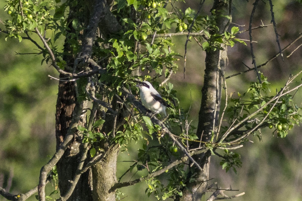 Lesser Gray Shrike - ML618654608