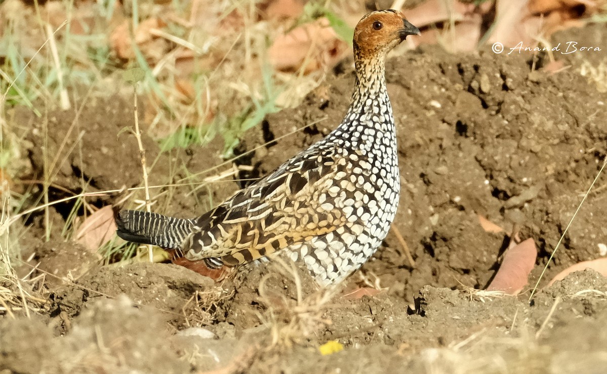 Painted Francolin - anand bora